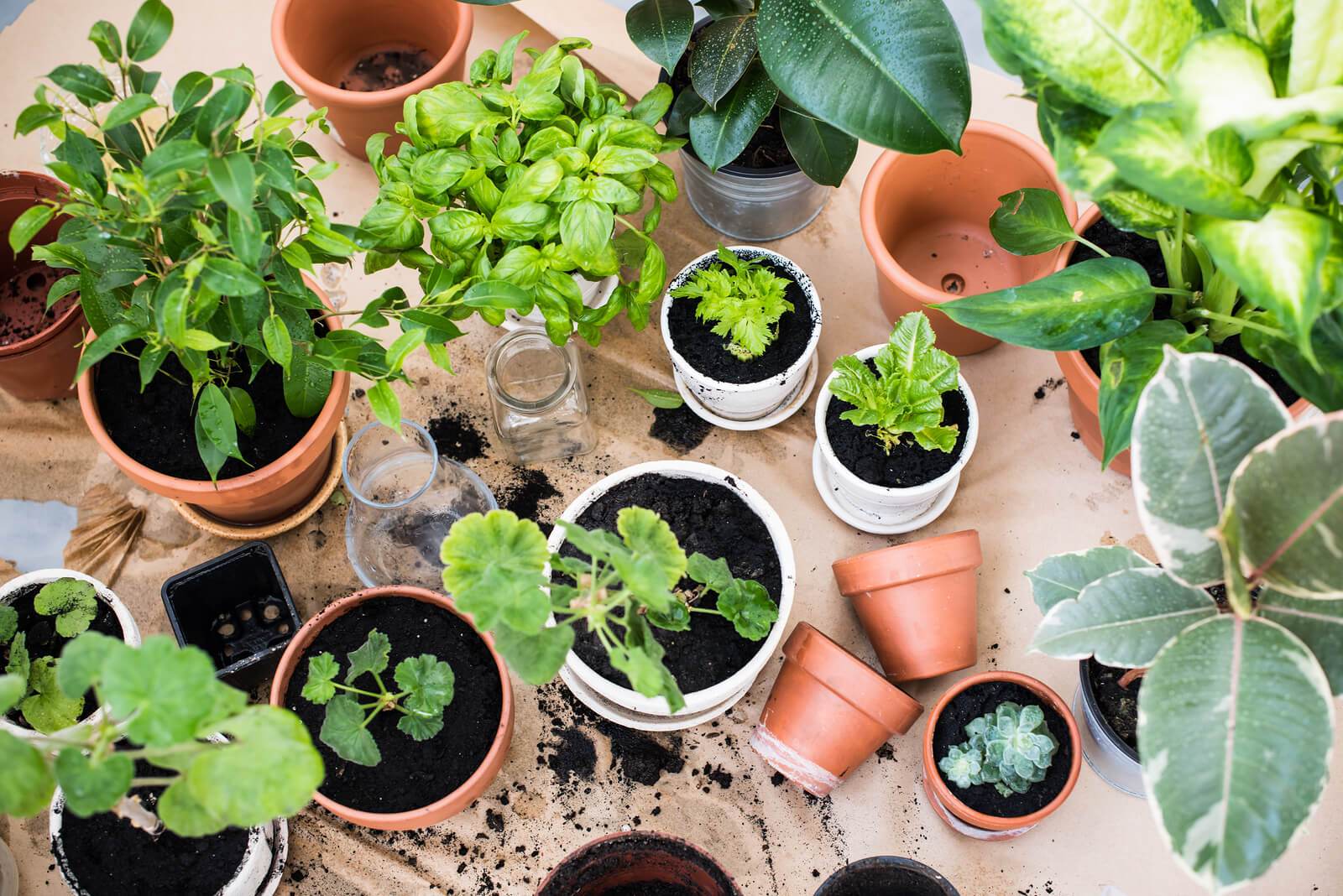 home interior design hydroponics balcony