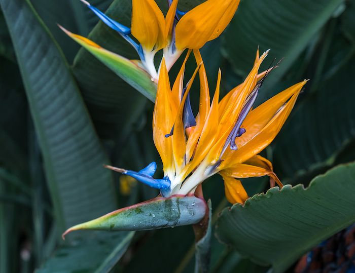 Easy to Care for Plants that Will Transform Your Homes Interior birds of paradise