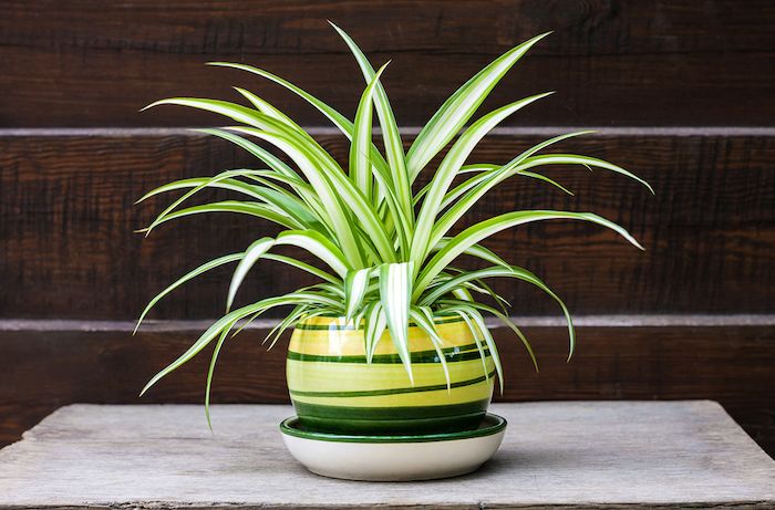 Easy to Care for Plants that Will Transform Your Homes Interior spider plant