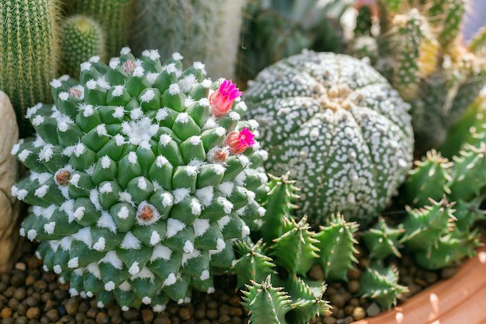 Easy to Care for Plants that Will Transform Your Homes Interior succlents