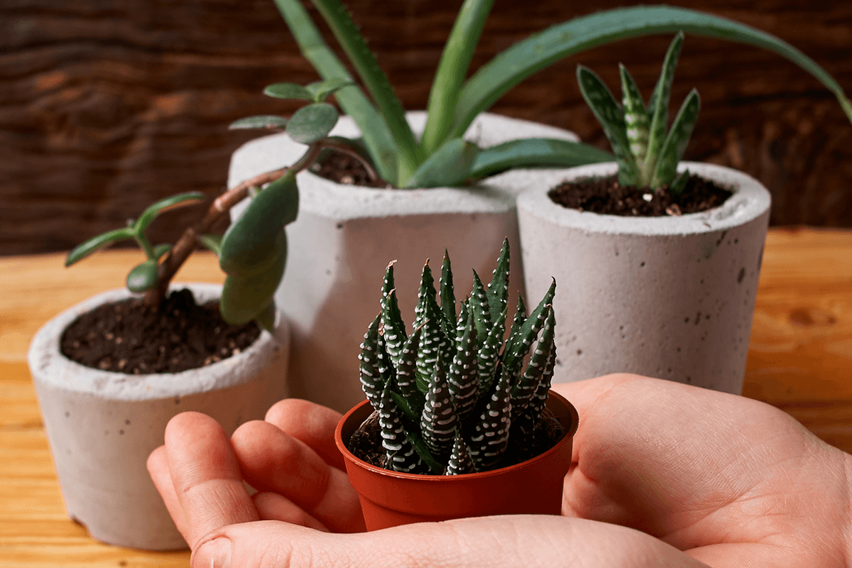 Easy to Care for Plants that Will Transform Your Home’s Interior