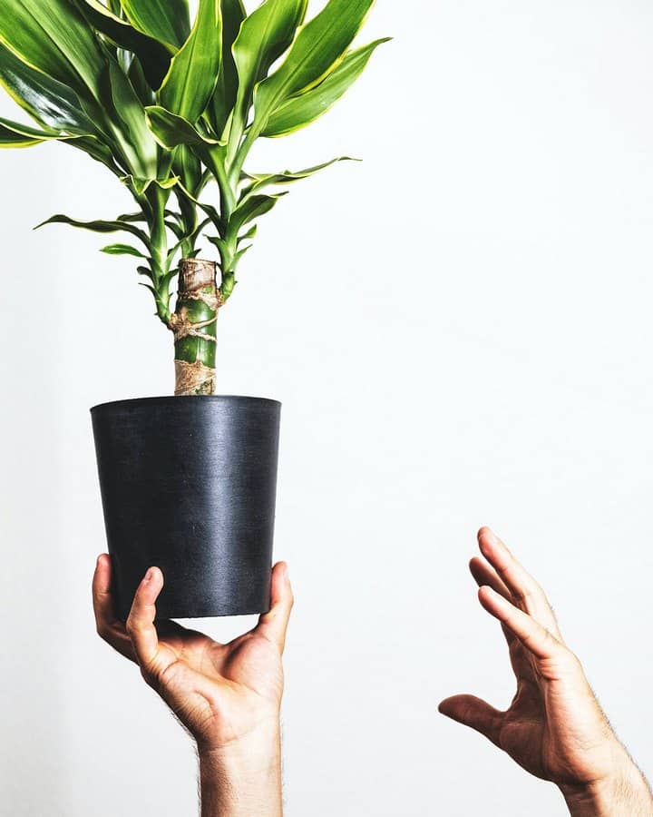 home interior design house plants dracaena