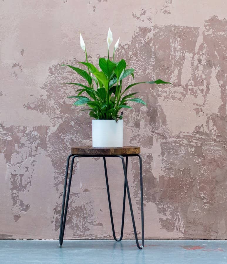 home interior design house plants peace lily