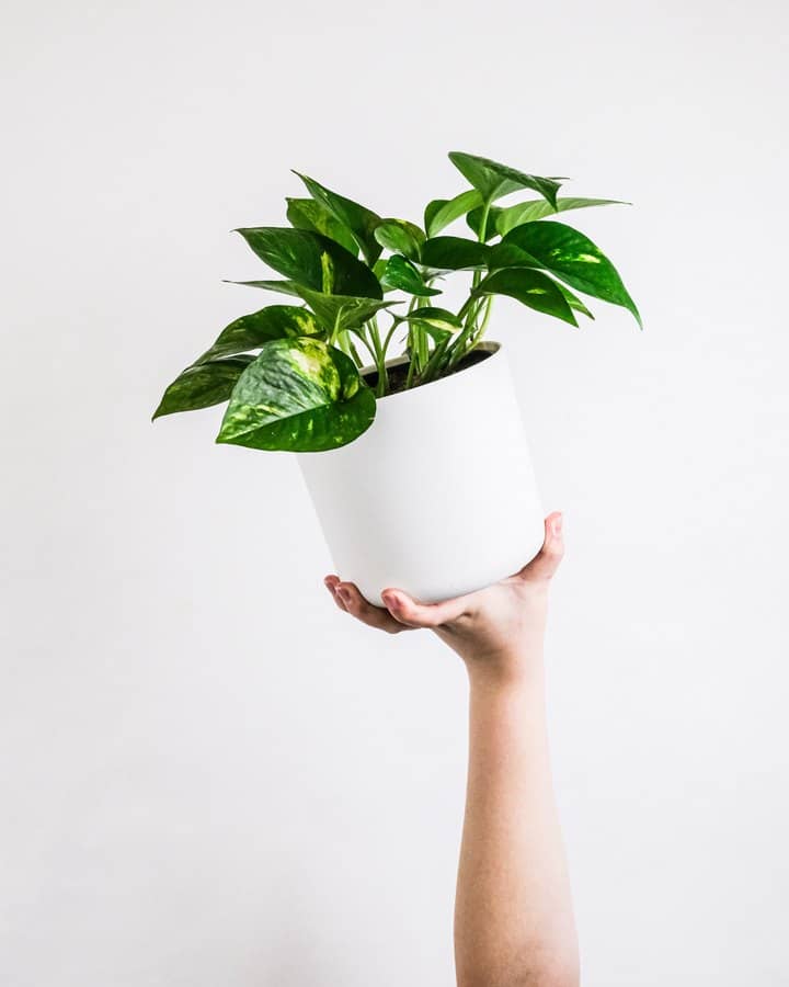 home interior design house plants pothos