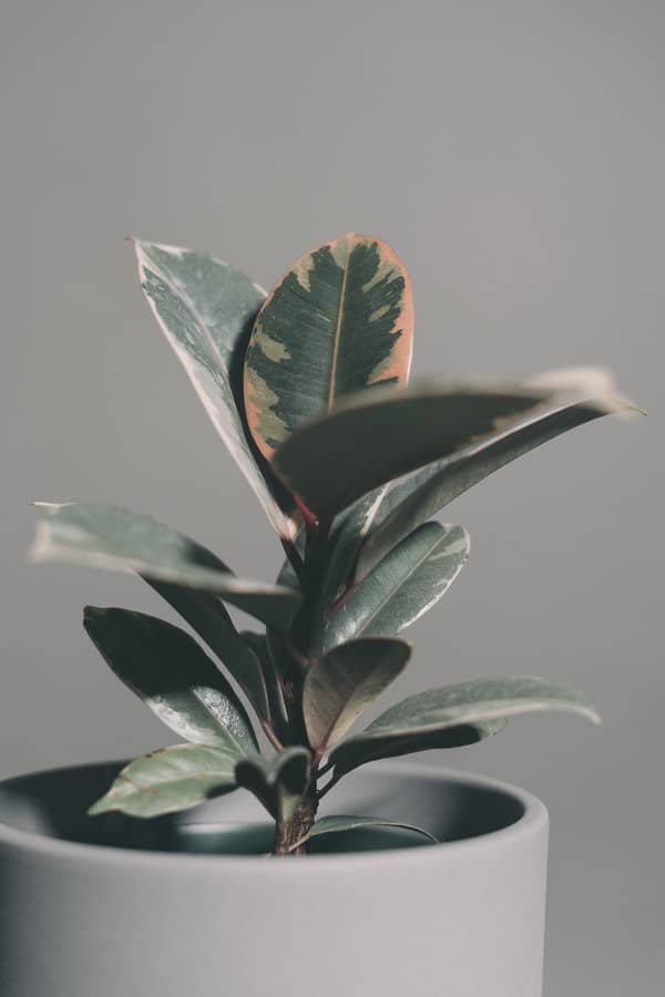 home interior design house plants rubber plant