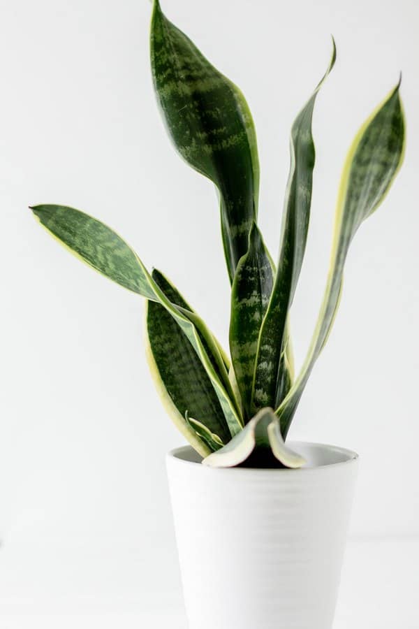 home interior design house plants snake plant