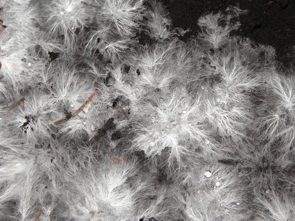 5 unconventional materials that work great in renovation projects Mycelium