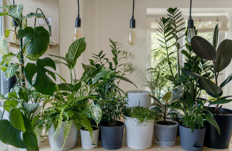 tropical homes interior design many plants